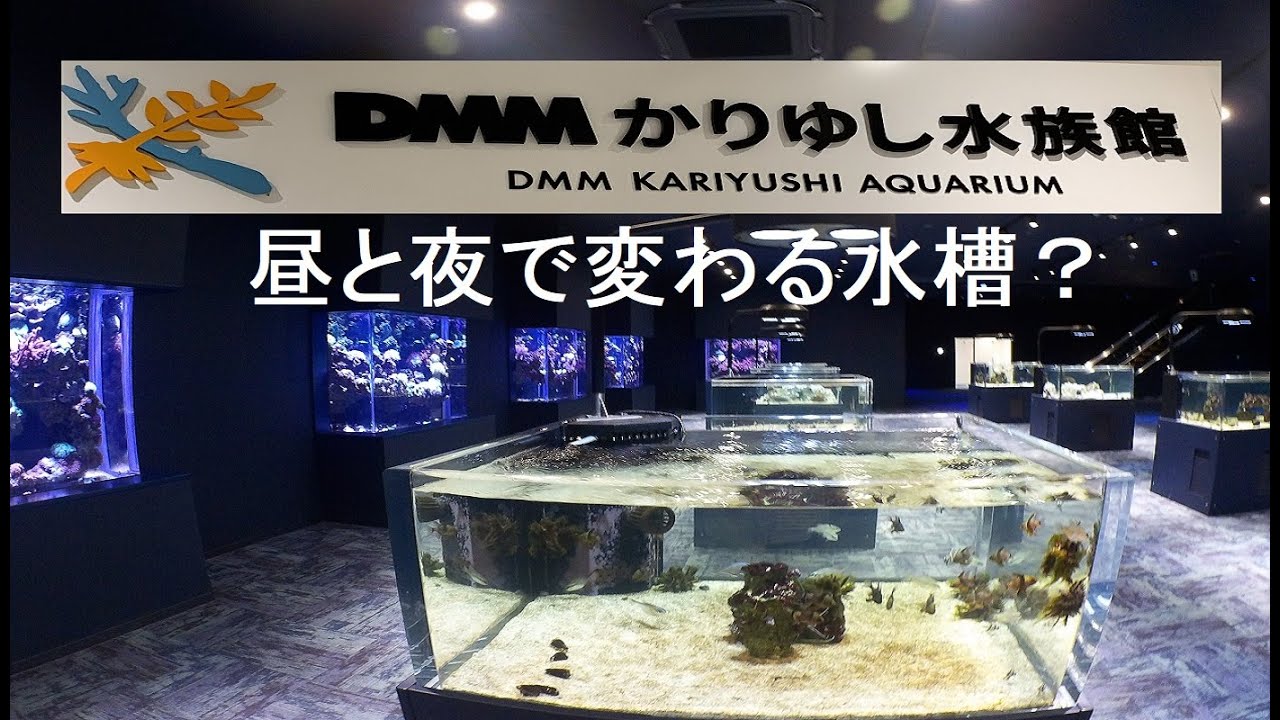 沖縄DMMかりゆし水族館！　[アクアショップ／水族館訪問VOL-32]