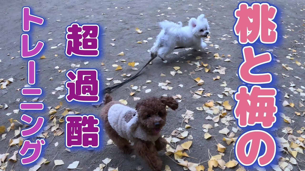 前回、メチャクチャにやられたビションフリーゼの桃とトイプードルの梅が漢のワンプロトレーニングで鍛え直す！