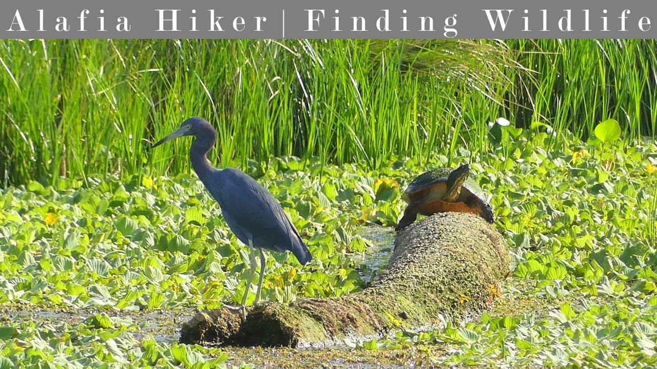 A Walk Around Orlando Wetlands