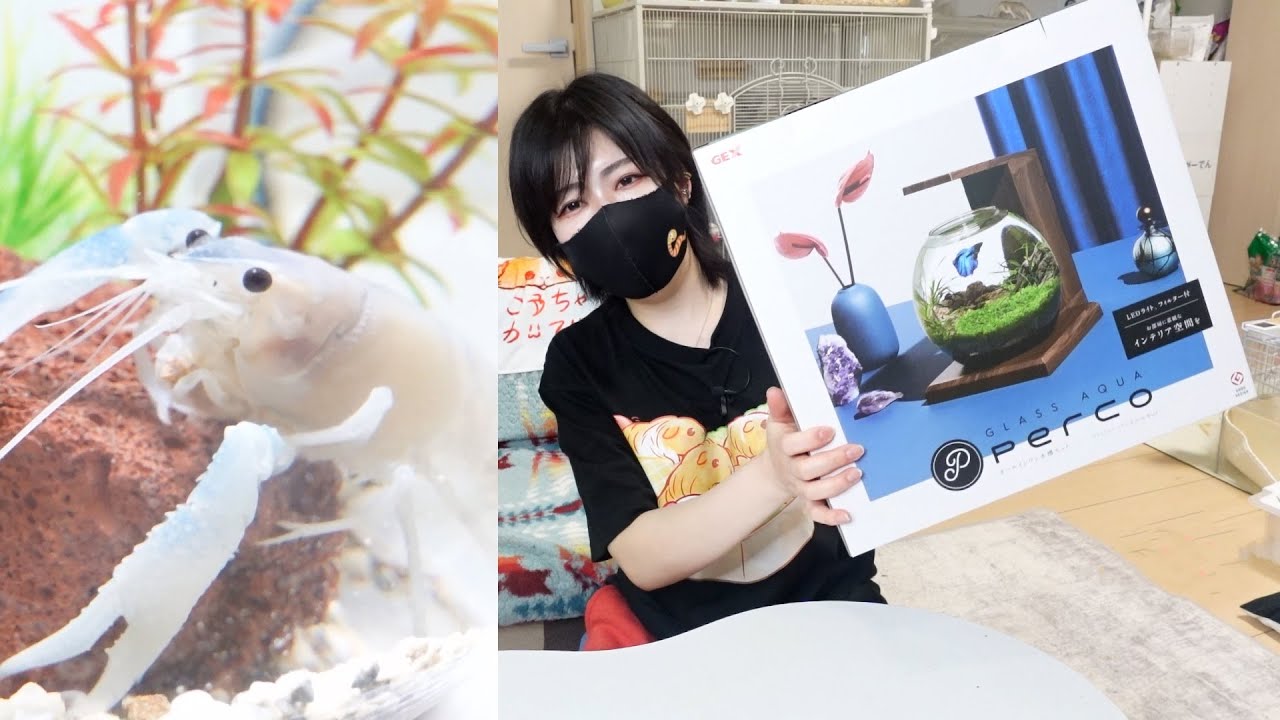 新発売したペルコ水槽で安全ザリガニ水槽を立ち上げる！|アクアリウム