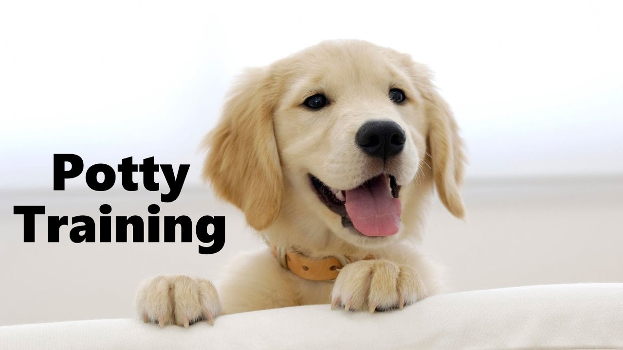 SuperAwesomeDogs - How to Potty Train Your Dog in 7 Days | Super Awesome Dogs - SuperAwesomeDogs