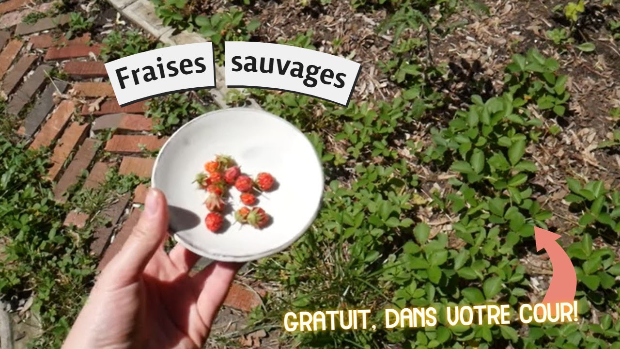 Joyaux du gazon : les fraises sauvages