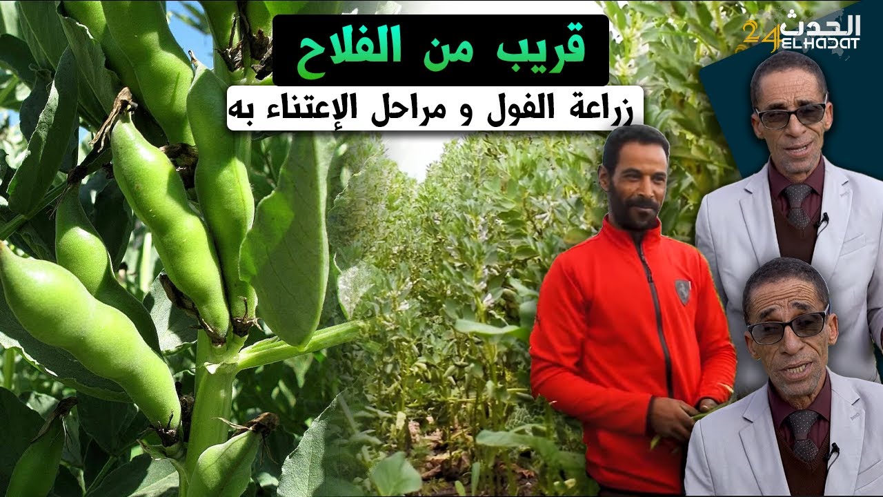قريب من الفلاح..الفول المالقي و الفوليط زراعة الفول ومراحل الإعتناء به من الزراعة إلى الدرس و الحصاد