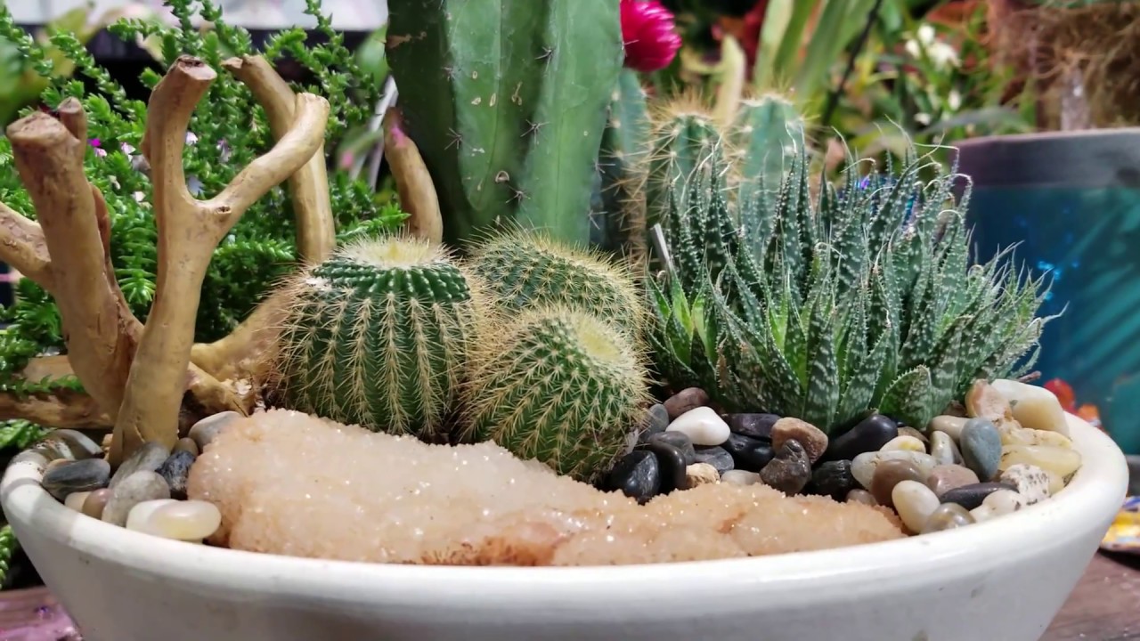 Mini Fairy Desertscape Cactus Planter! Blue Torch Cactus! San Pedro Cactus?