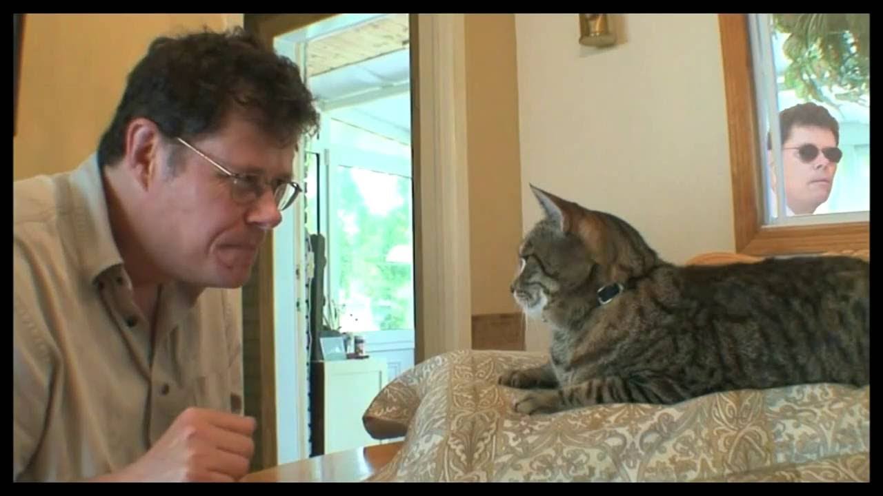 Staring Contest With My Cat