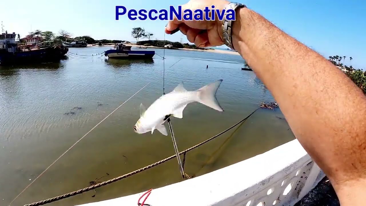 Pesca com Estilingue no mar 🐟 Primata da Era.