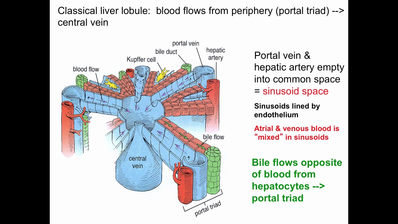 Liver