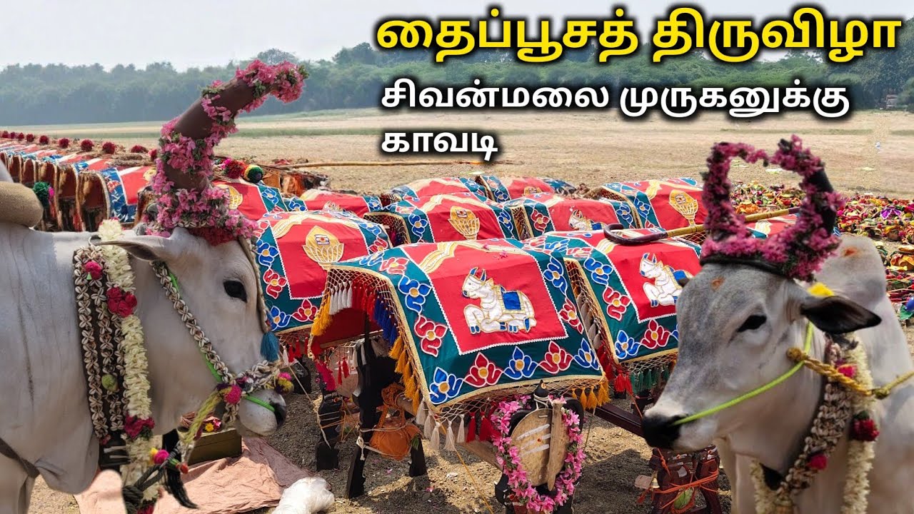 தைப்பூசத் திருவிழாவை முன்னிட்டு முருகனுக்கு காவடி|கொடுமுடியில் தீர்த்தம்|#sivanmalai