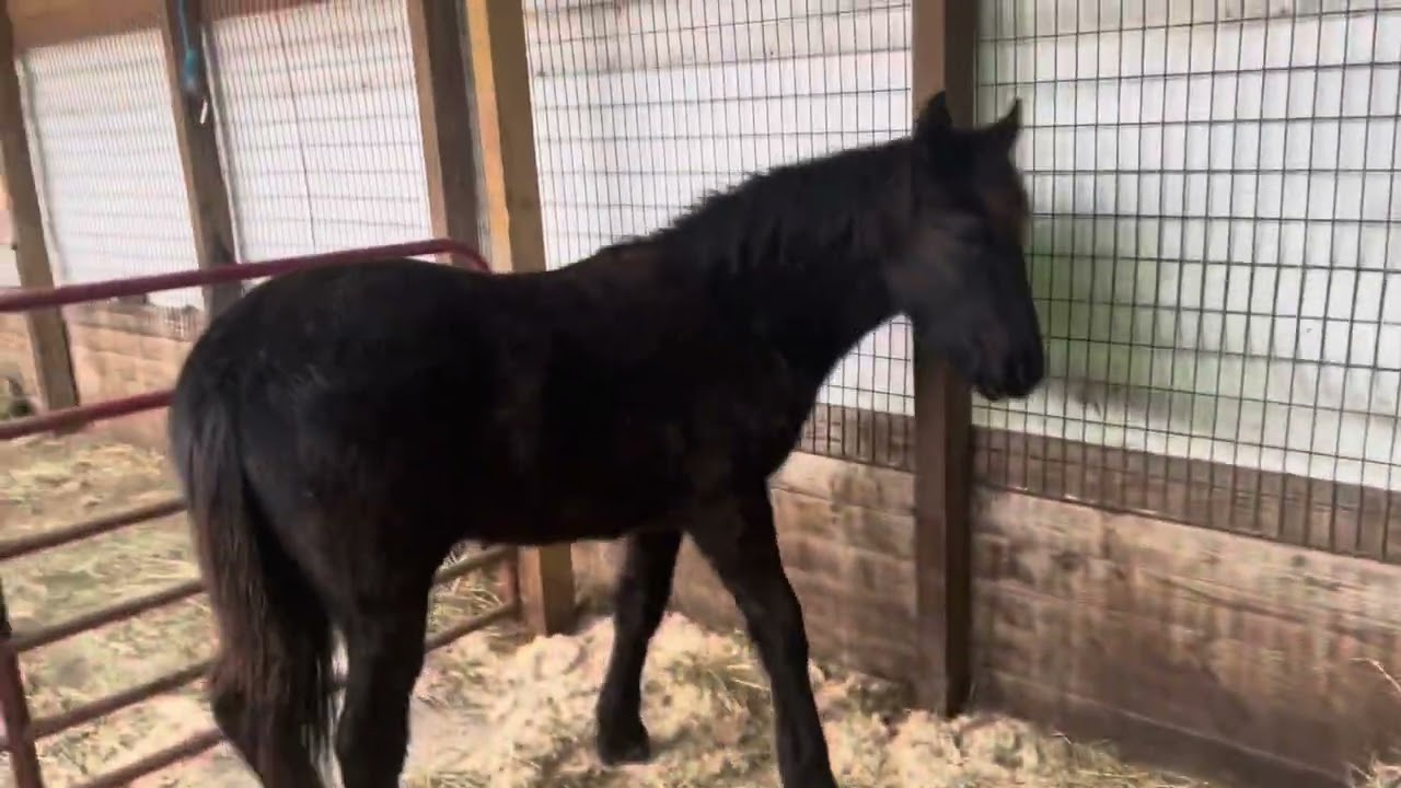 We got a new horse! Day 2. All 3 turned out together. It got a little exciting for a minute