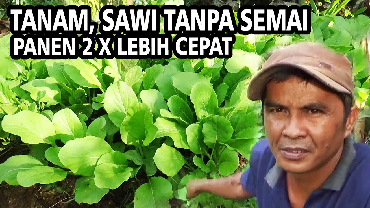 Tidak Jaman Lagi Tanam SAWI Sistem Semai ❗  Tebar Biji Langsung Panen 2 X Lebih Cepat