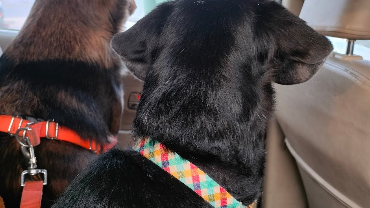 Dog Mom On The Move is live