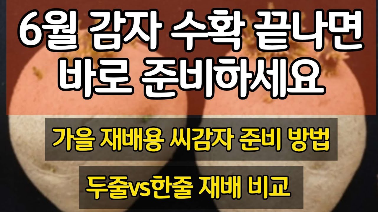 6월 감자 수확 끝나면 바로 준비하세요 - 가을 재배용 씨감자 준비 방법, 한 줄 재배와 두 줄 재배 비교