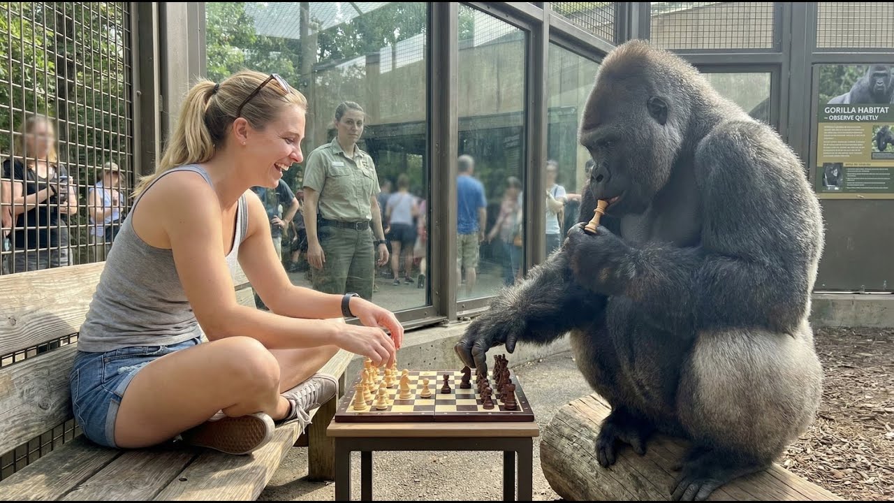 Горилла перехитрила туриста в шахматной партии! 🦍♟️ Гениальный ход запечатлен на камеру #горилла ...