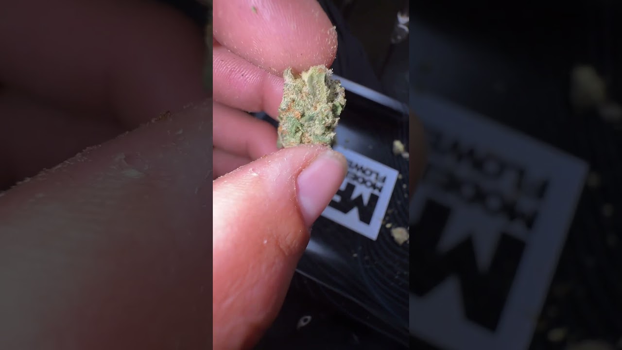 Preview of grape cop roll one hybrid Trulieve strain, join tomorrow for sesh and review
