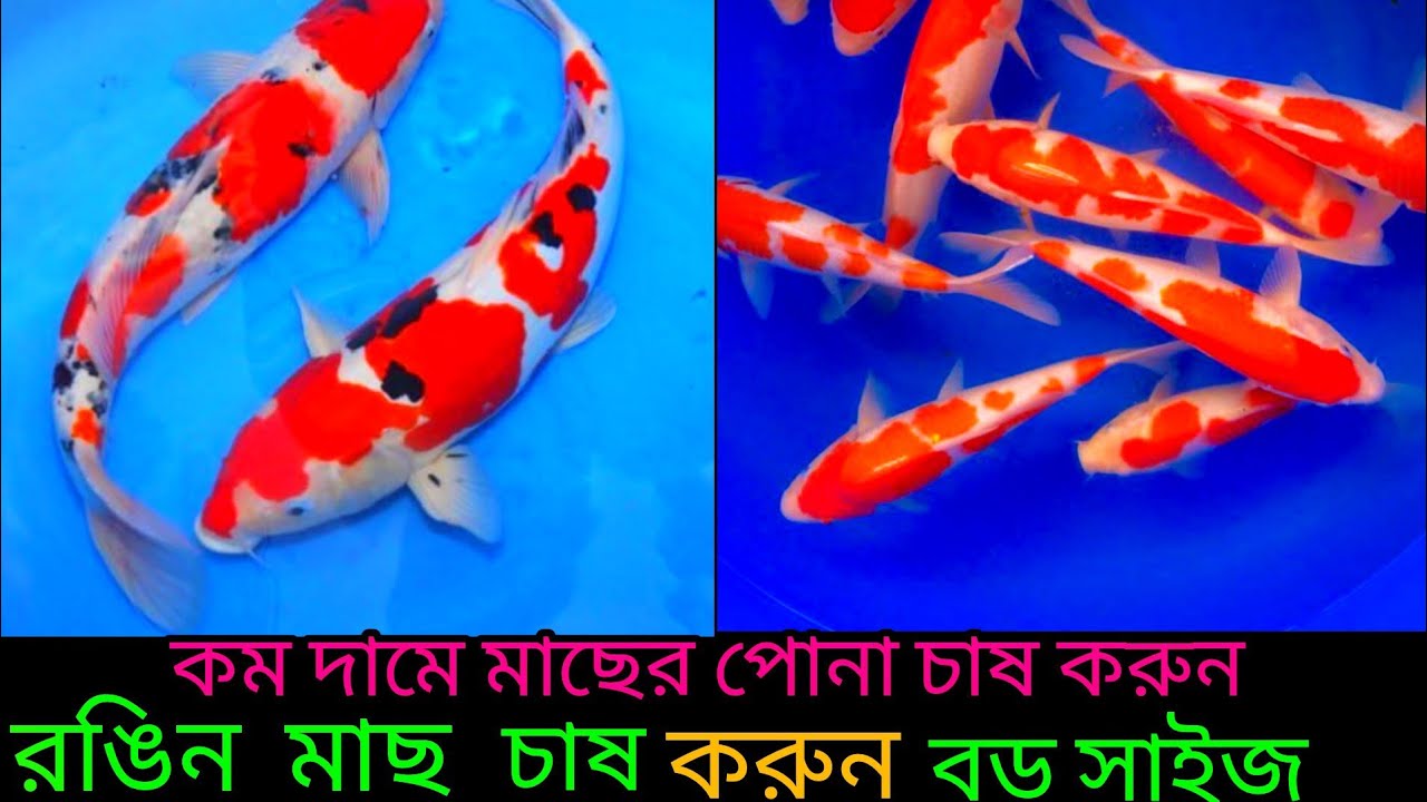 অরিজিনাল জাপানি কৈ কাপ মাছের পোনা চাষ পদ্ধতি ও কম দামে মাছের পোনা কিনুন মোবাইল ✆ 01771793800