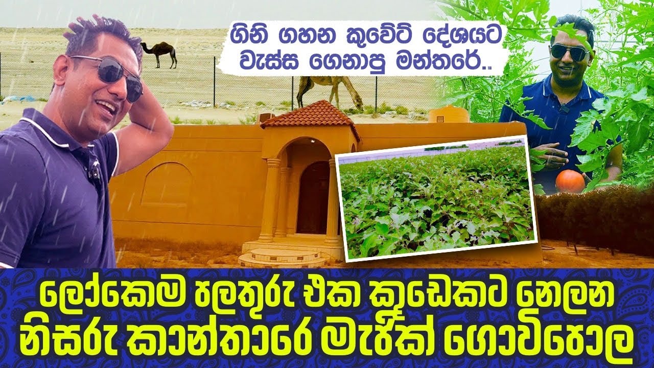 ලෝකෙම පලතුරු එක කූඩෙකට නෙලන  නිසරු කාන්තාරෙ මැජික් ගොවිපොලIගිනිගහන කුවේට් දේශයට වැස්ස ගෙනා මන්තරේ|