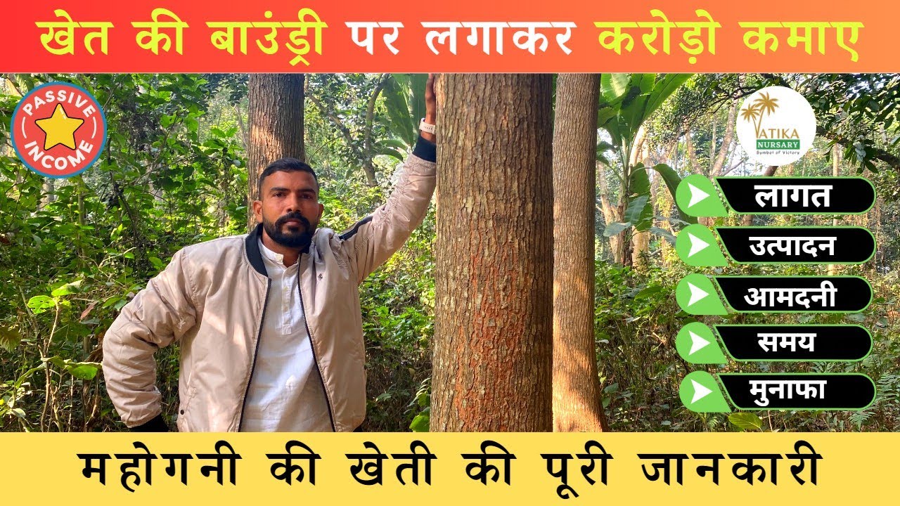 अफ्रीकन महोगनी:- लागत कम, कमाई करोड़ों में । Is African mahogany good wood?