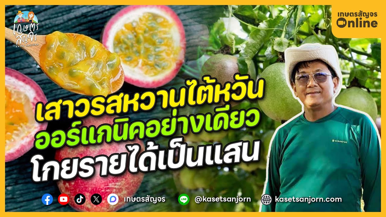 ปลูกเสาวรสหวานไต้หวัน แบบออร์แกนิค อย่างเดียว สร้างรายได้หลักแสน | เกษตรสัญจร「Online」
