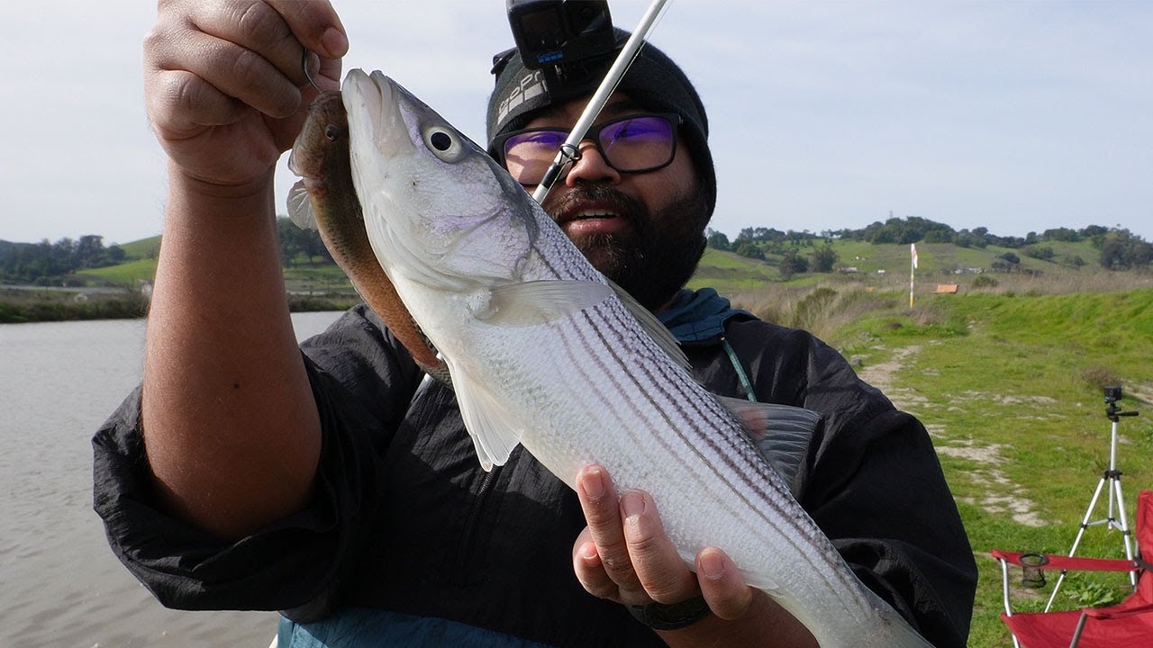 Live Bait Fishing For Stripers On The Petaluma River