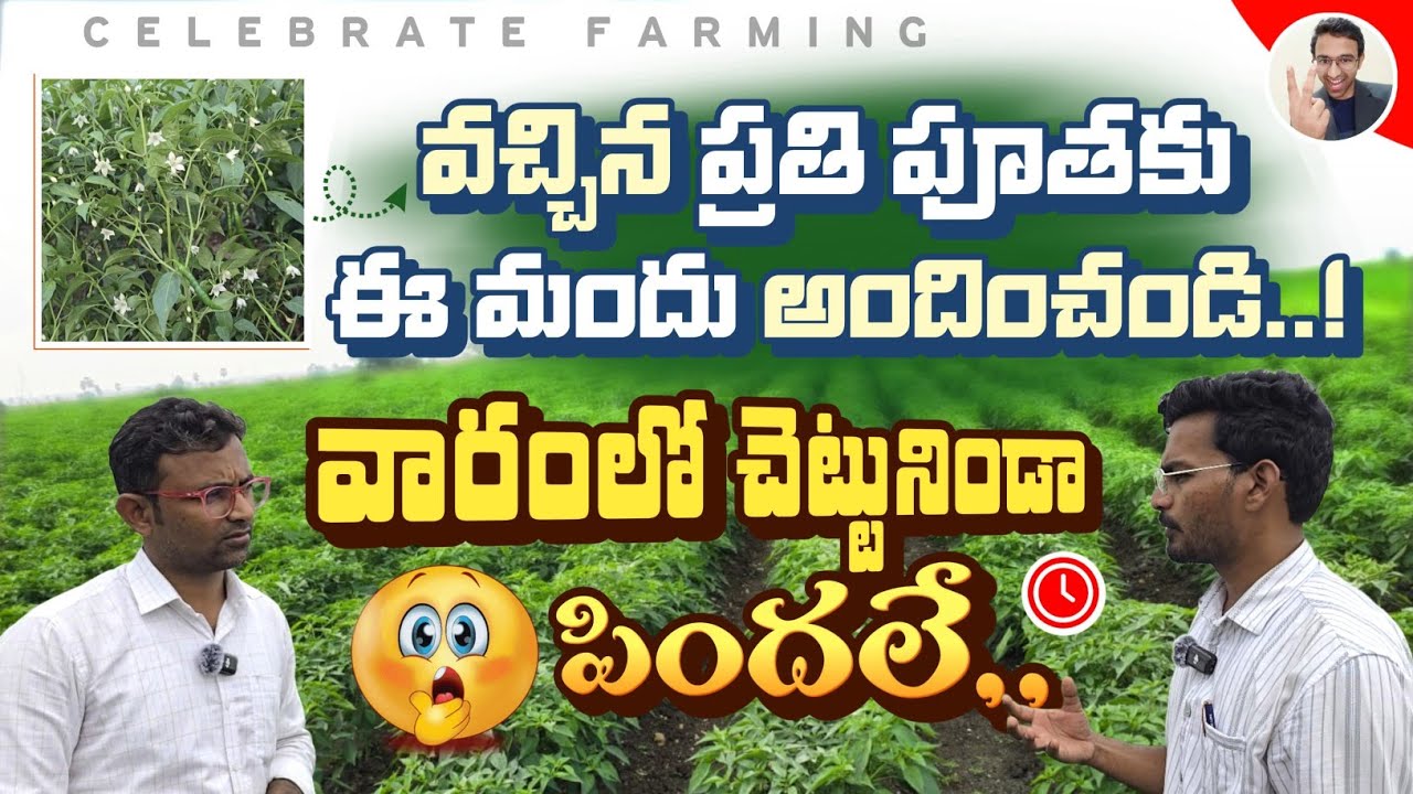 #వచ్చిన ప్రతి #పూతకు ఈ మందు #అందించండి.||వారం లోచెట్టు నిండా #పిందలే.||@CELEBRATEFARMING #chilli