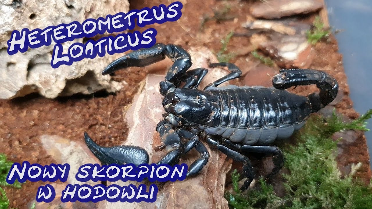 Heterometrus Loaticus Czyli przeprowadzka skorpiona do nowego terrarium😁