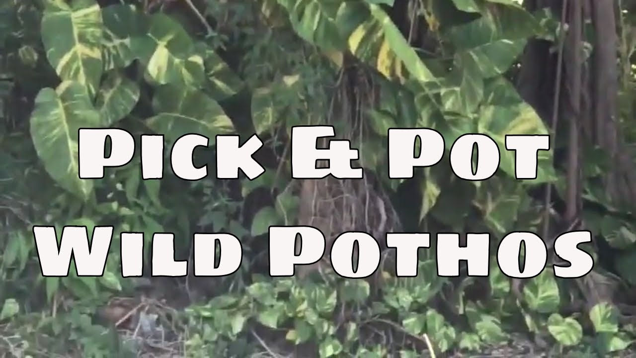 Pick and Pot Jumbo Wild Pothos Houseplant / Epipremnum Aureum / Golden Pothos Plant / South Florida