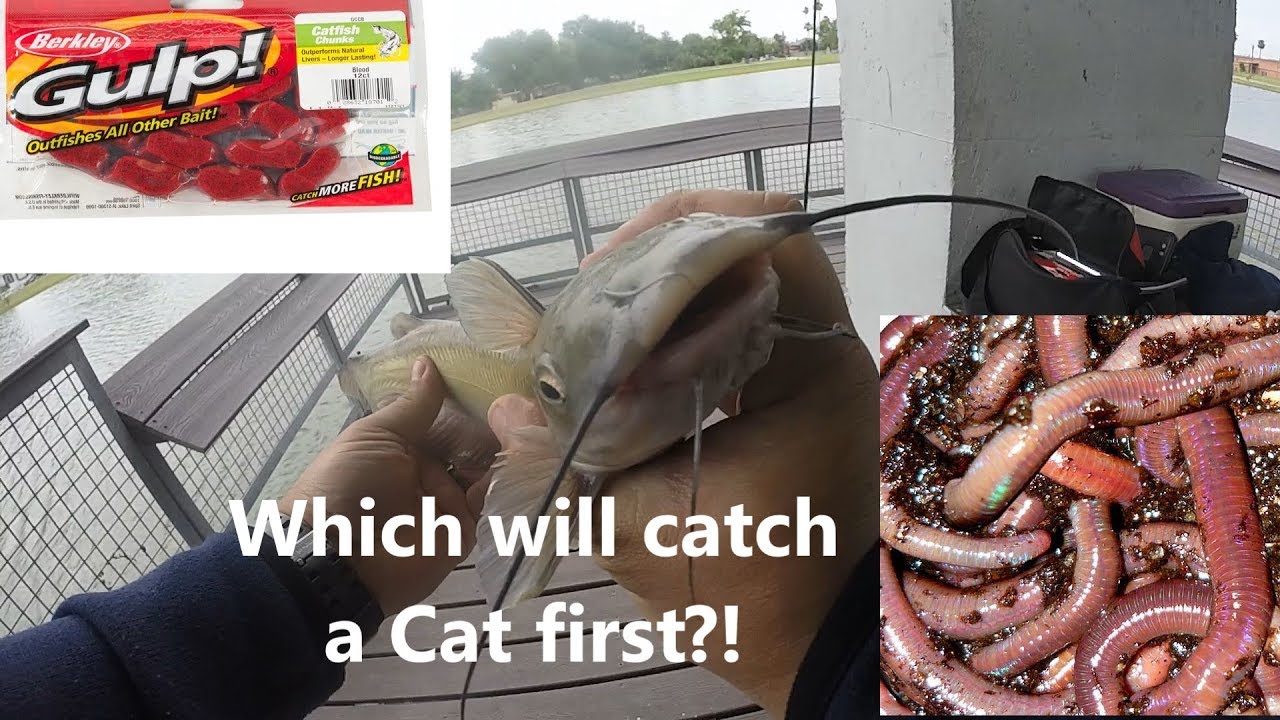 Bait face off! #1: Berkley GULP! vs Nightcrawlers. Bonus new species caught!