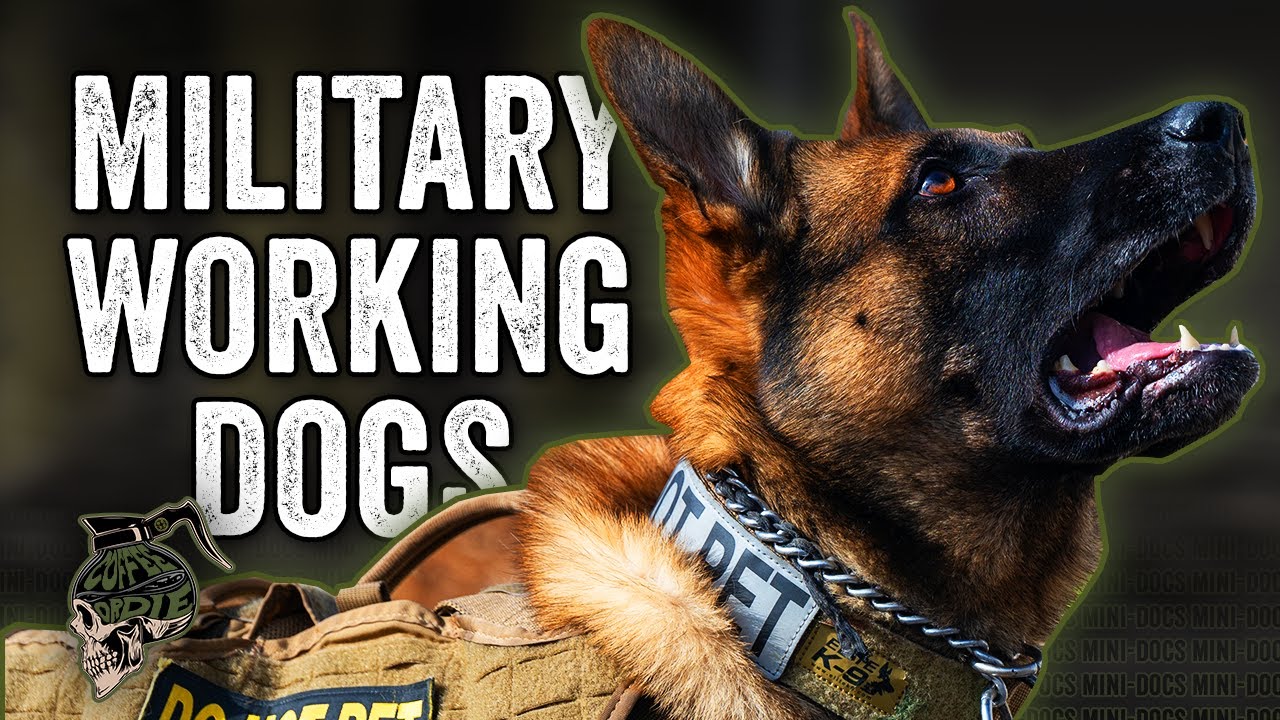 Military Working Dogs