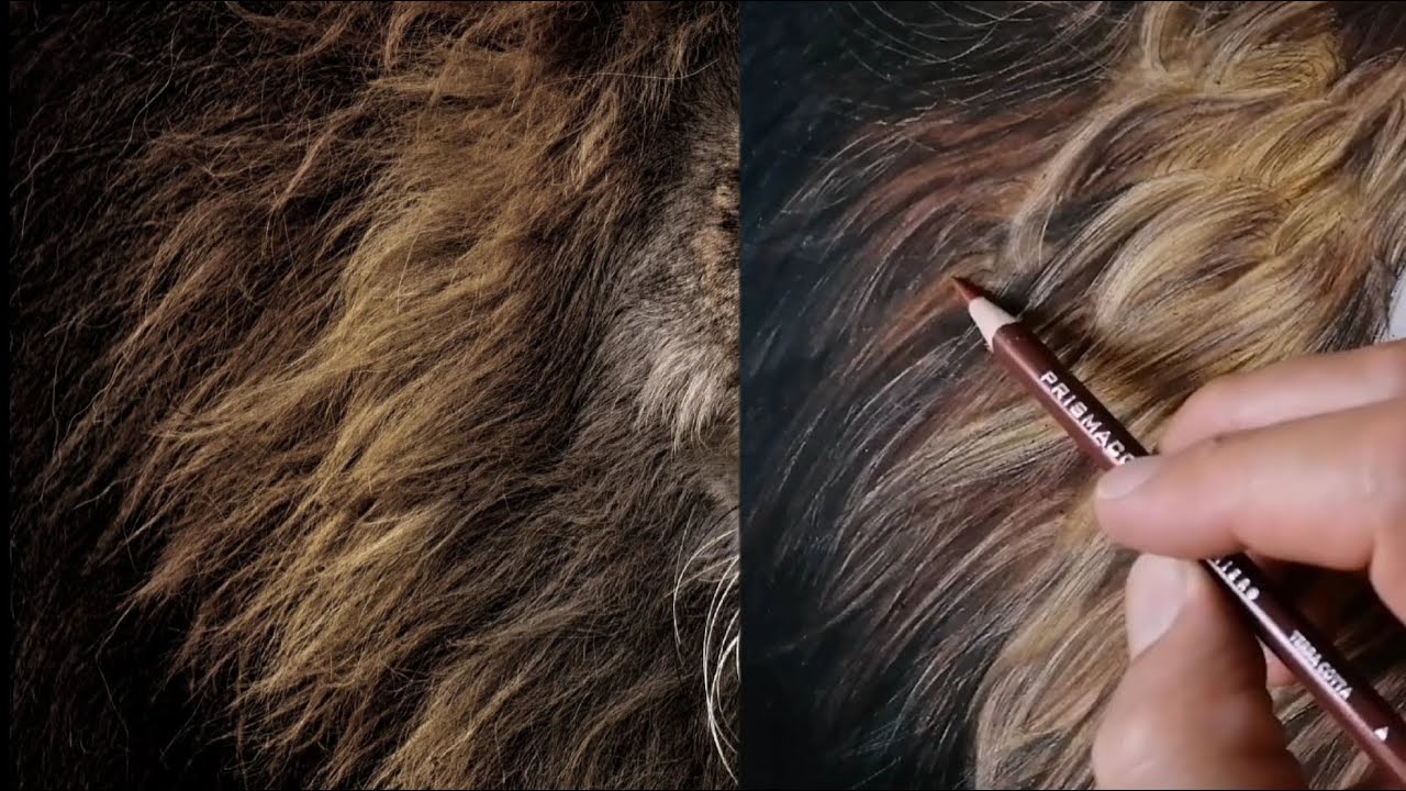 How to Draw Realistic Fur with Coloured Pencils and a Crafting Knife |  Drawing Tutorial
