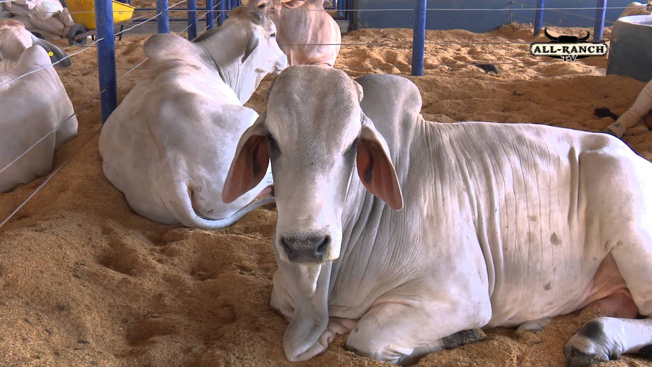 All RANCH TV
