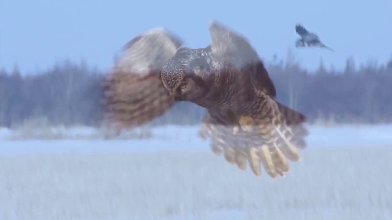 Hunt of the Hawk Owl—No Narration