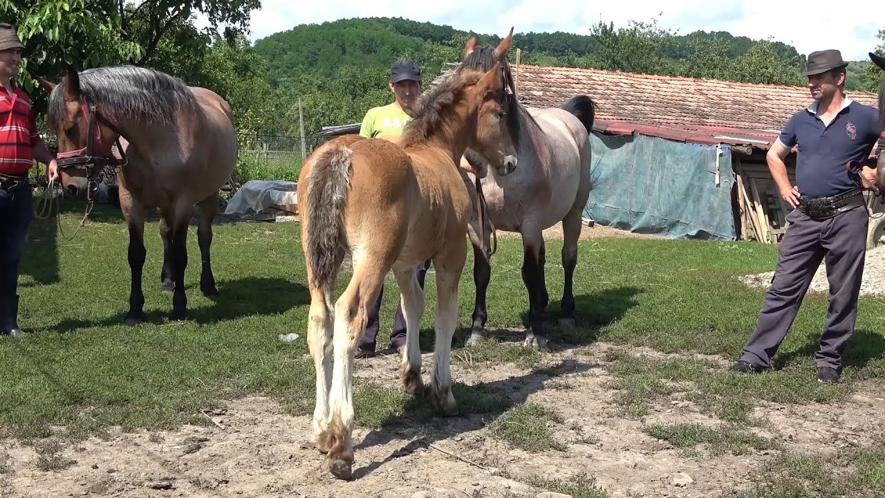 Caii domnului Viorel de la Catcau, Cluj - Prezentare cai si oi 2020 Partea I
