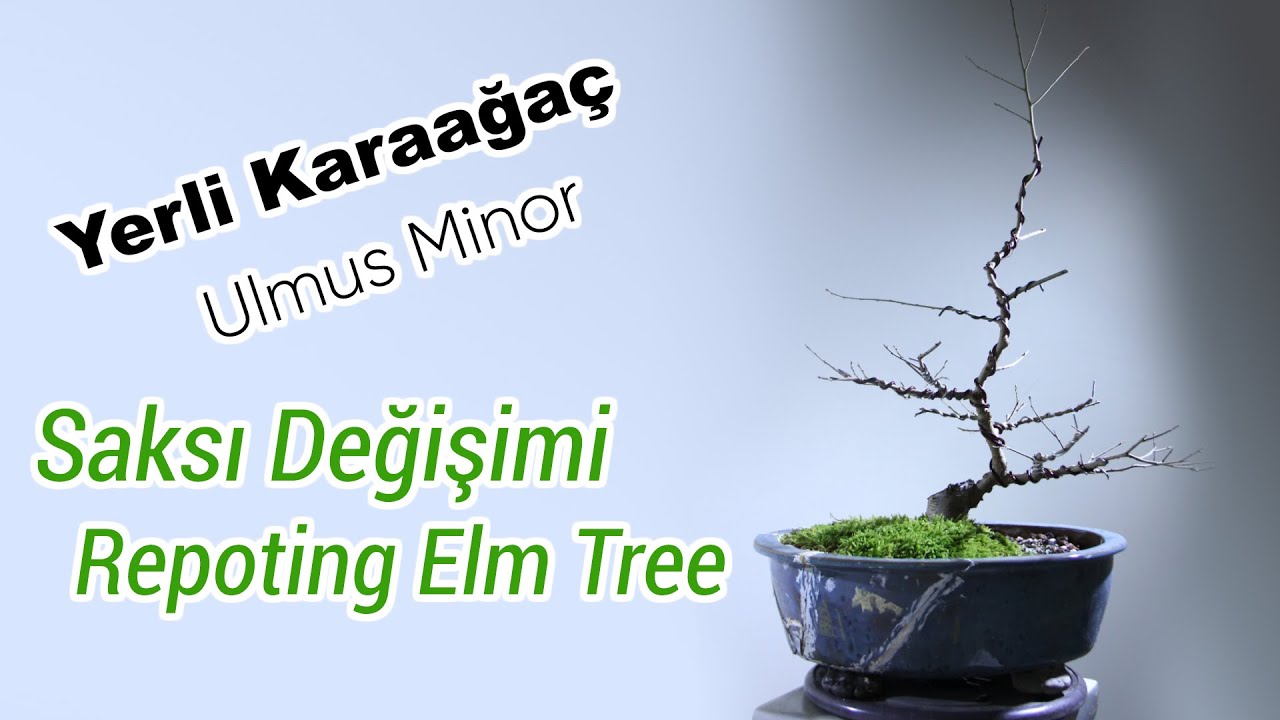 Yerli Karaağaç Bonsai Adayı Saksı değiştirme.Kök Terbiyesi . Ulmus Minor  repoting