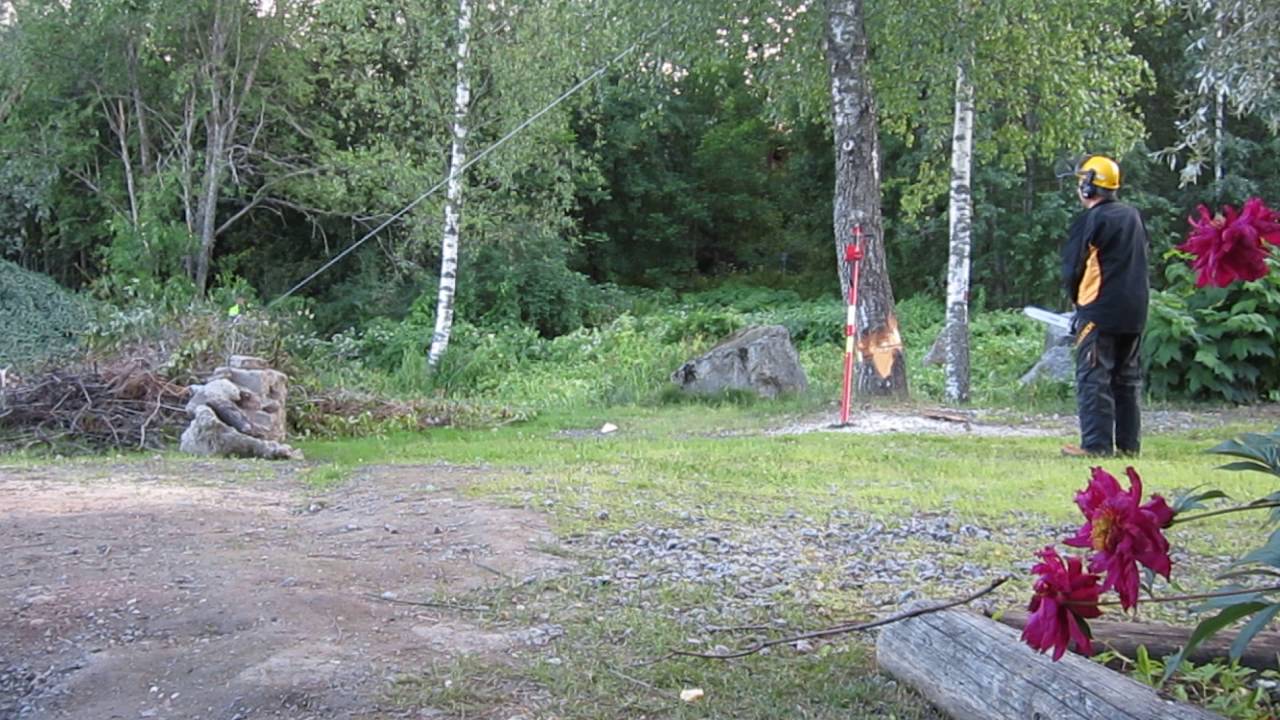 Pihakoivujen kaadot Puunkaataja Tampere lompakkotaljan stalpen avustamana