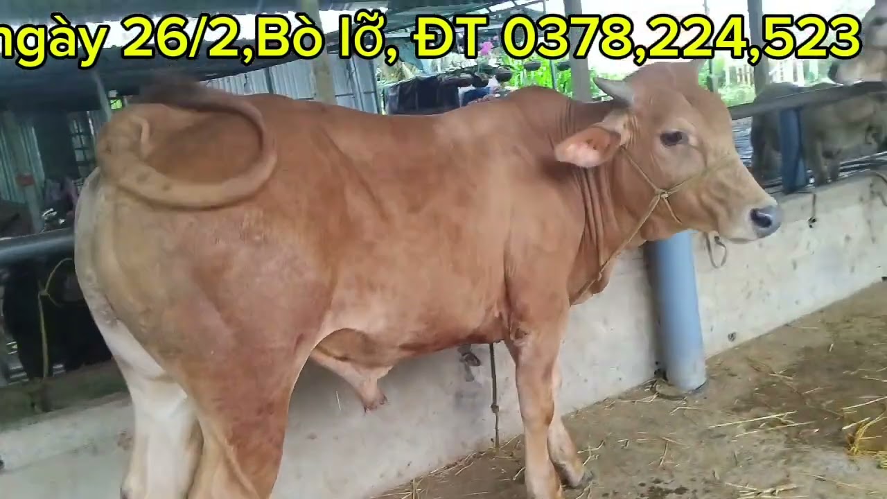 ĐT 0378,224,523, phú kiết, chợ gạo Tiền Giang, Bò lỡ 