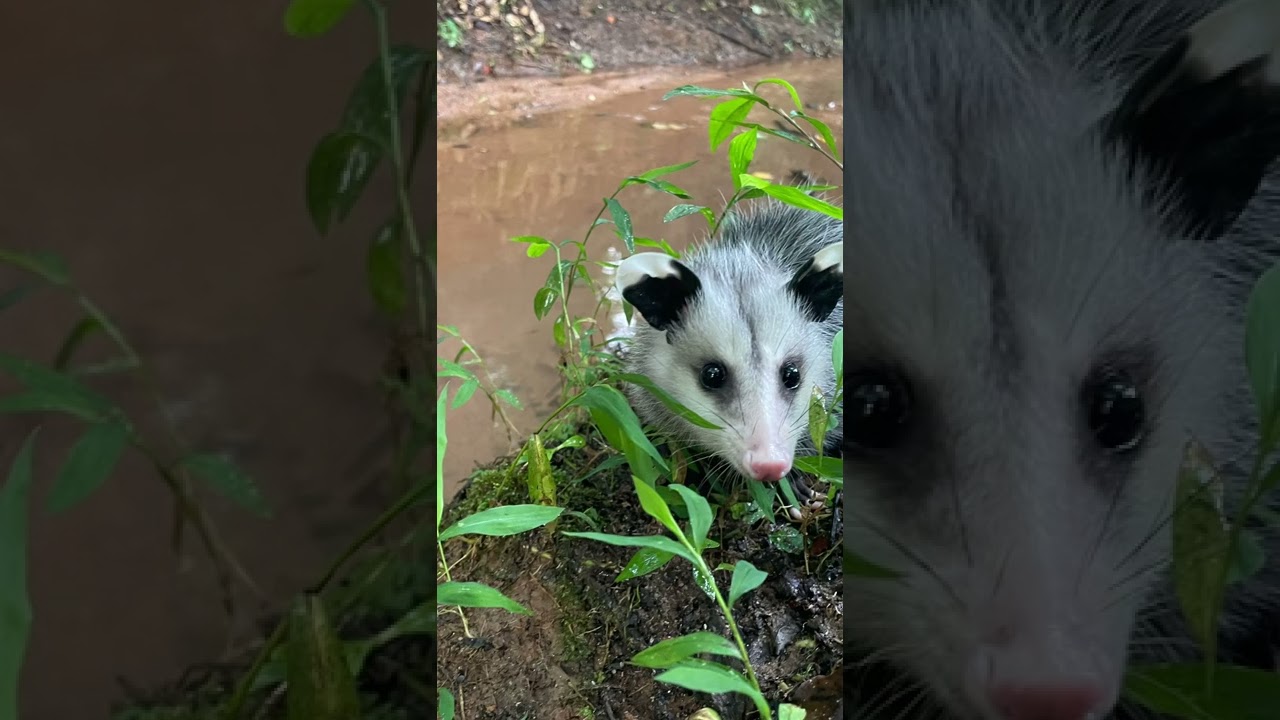 Possum release day! #opossum #possum #wildlife #wildanimals #wildliferehab #babyanimals #nature