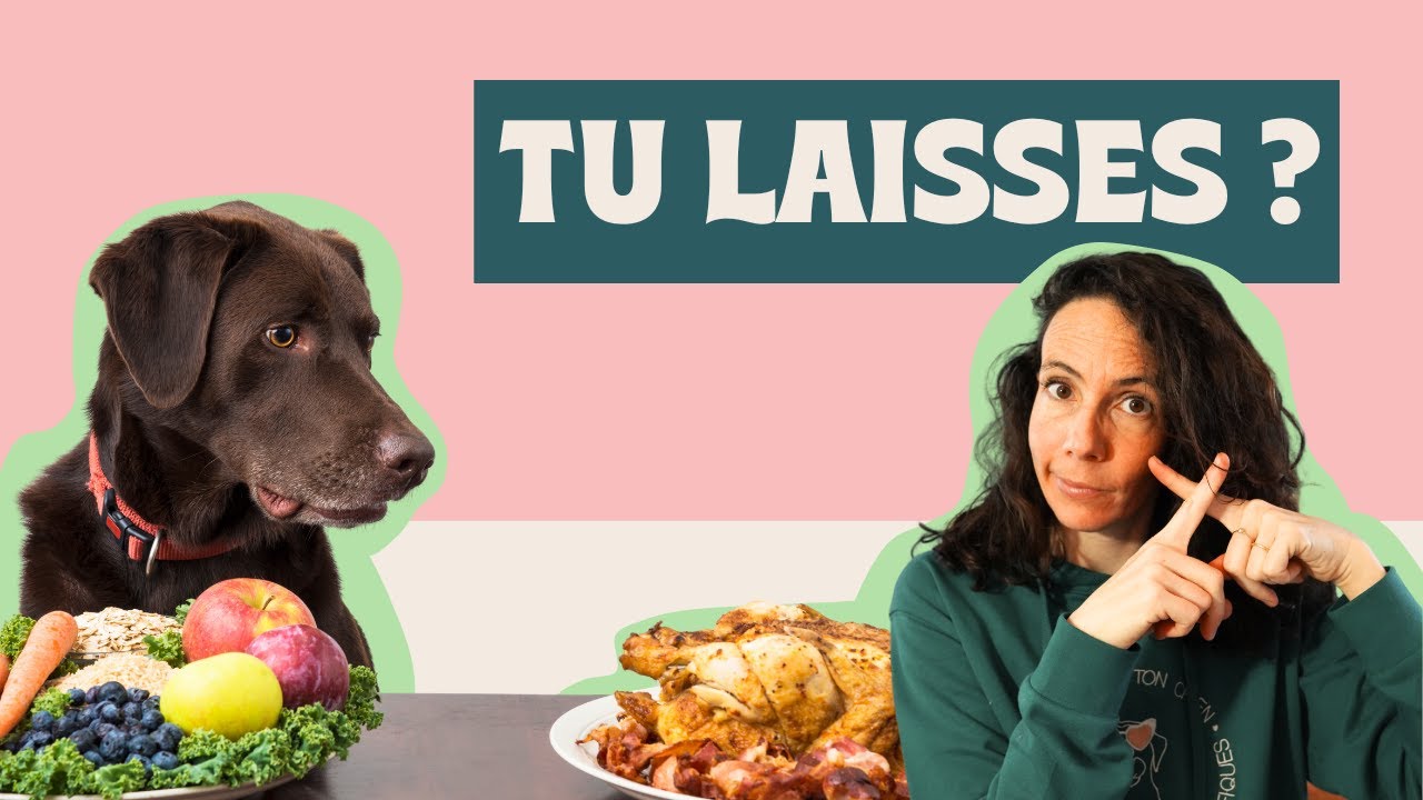 Refus d'appât : solution EFFICACE pour les chiens qui mangent tout ?!