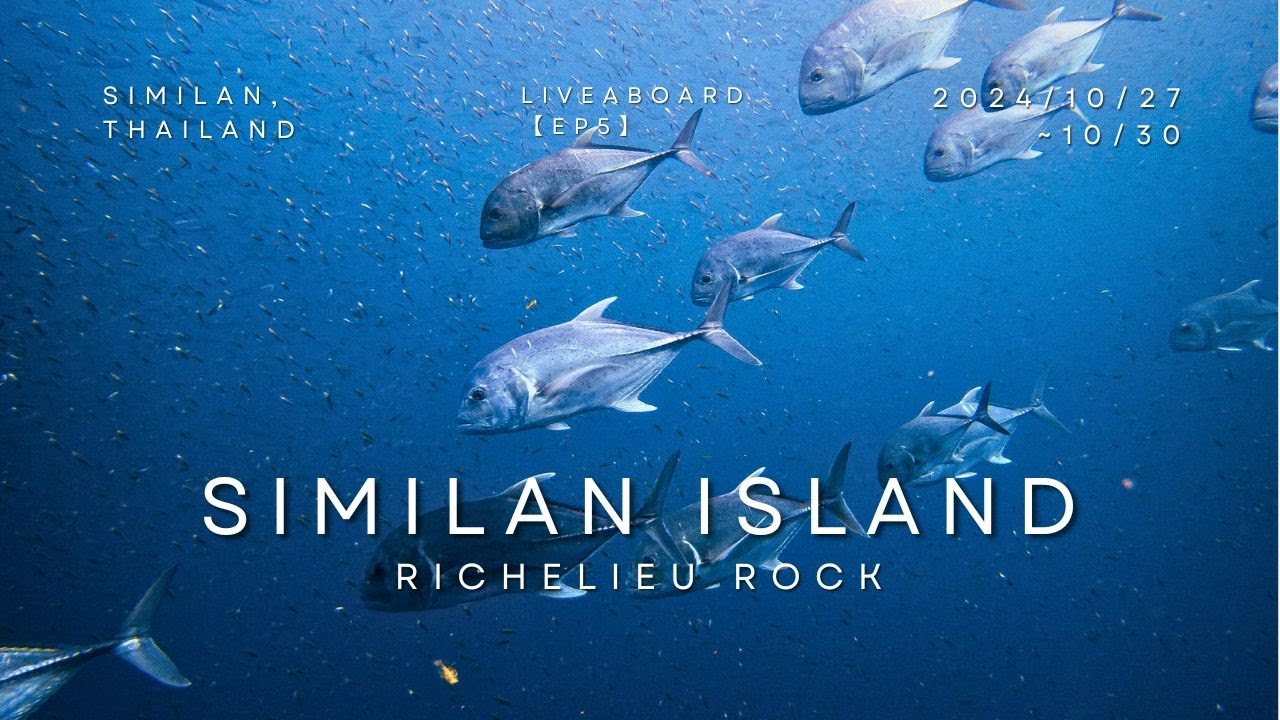 【斯米蘭潛水EP5】世界十大潛點Richelieu rock 真的當之無愧啊! 放眼望去都是魚~真令人難忘的海洋生態 Similan diving Richelieu rock (2024/10)