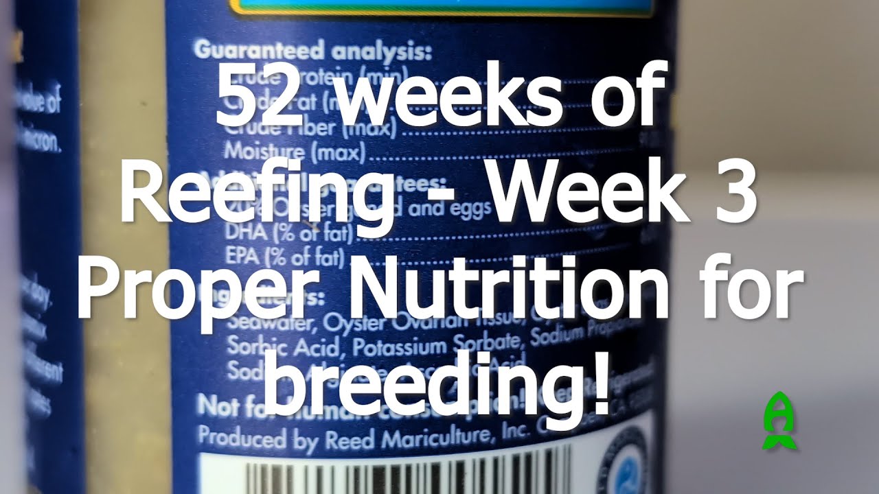 52 weeks of Captive-Breeding with Biota Aquariums - 3rd week