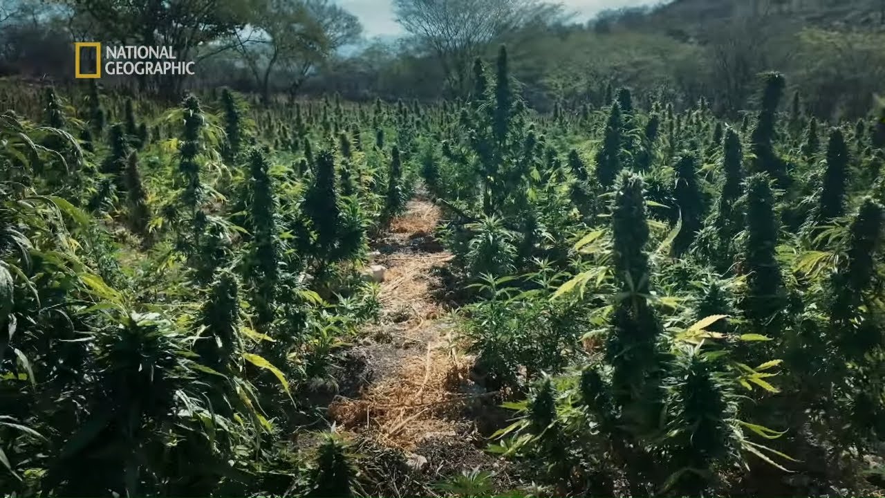 Tutejsze kartele nieustannie rosły w siłę! [Meksyk: piekło na ziemi]