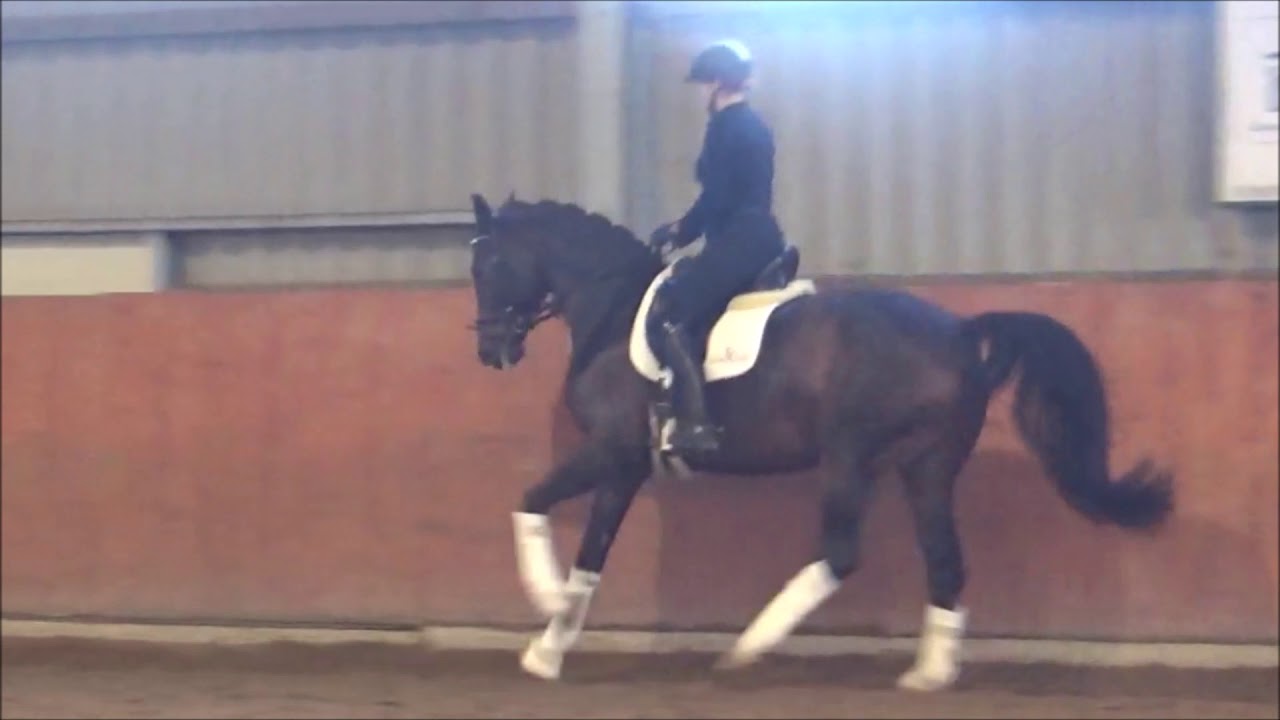 Finess *2010 Fidertanz x De Niro for sale