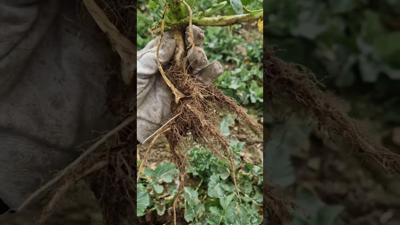 Sy GLORIETTA na VI klasie 27.03.2023r.