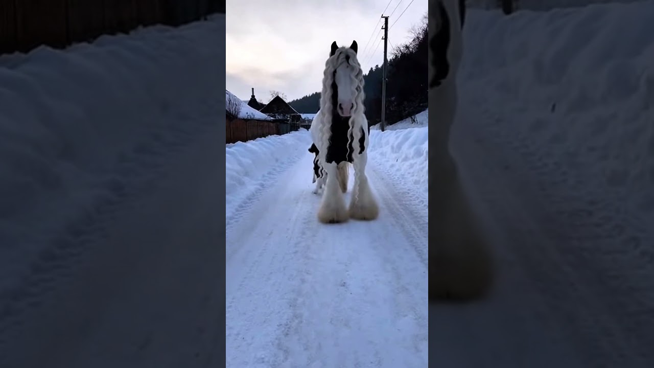 Absolutely adorable🥰🥰🥰 #horse #animals