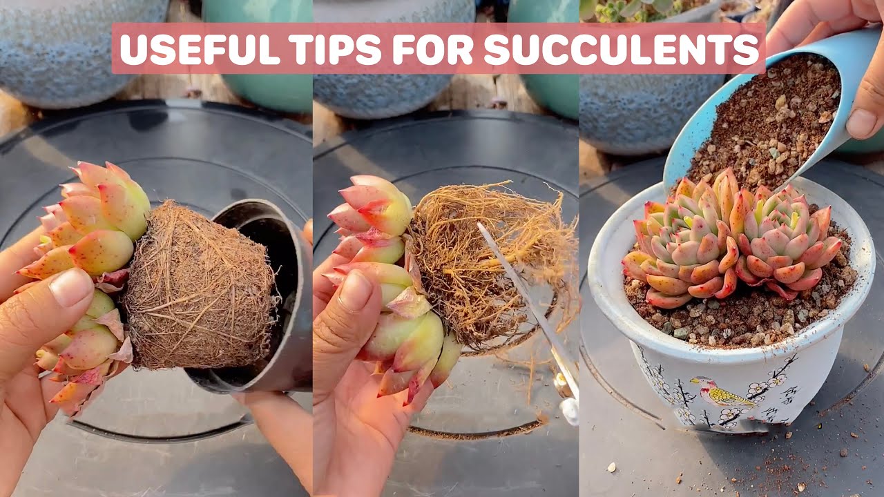 Useful Tips For Succulents - Part 32 | 多肉植物 | 다육이들 | Suculentas #plants