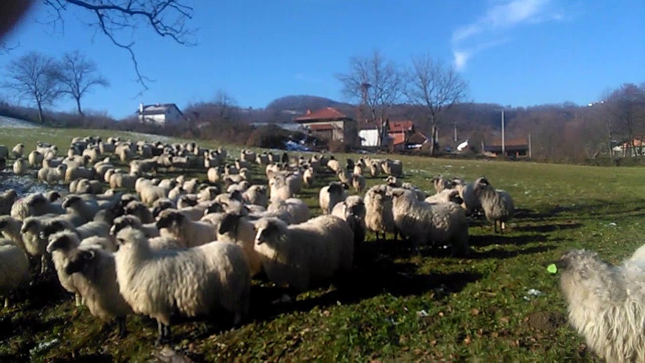 Stočarstvo tri jarana željezno polje u mz prijekom brdu