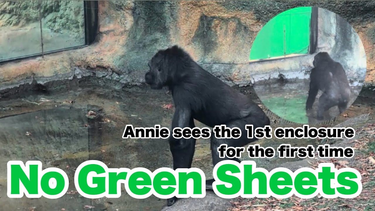 アニーちゃん、緑のシートが剥がされたガラスのシート奥の第一放飼場を覗く【Annie peeks into the first enclosure】2026.01.27&28