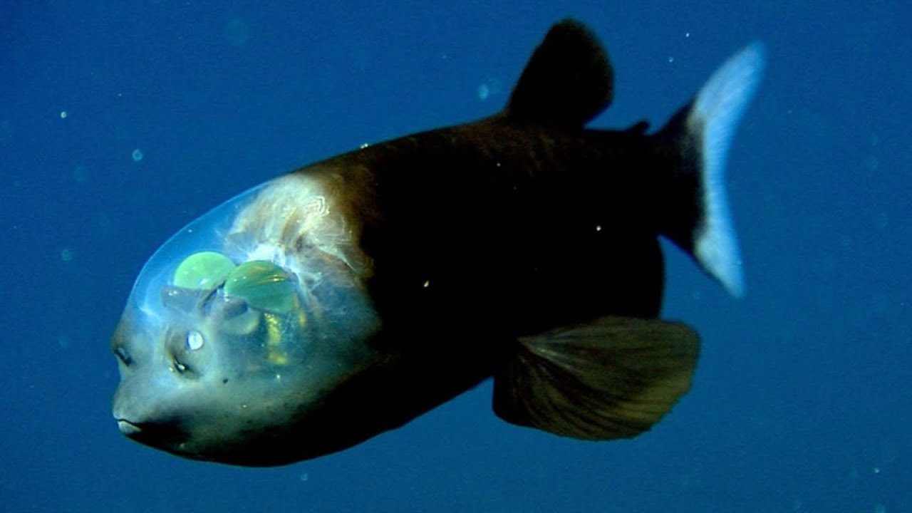 超深海！マリアナ海溝に棲む奇妙な生物10選