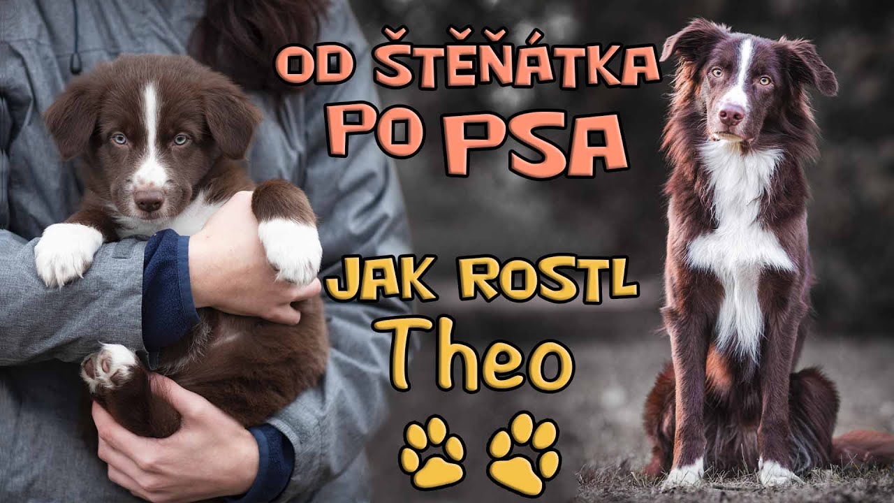 OD ŠTĚŇÁTKA PO DOSPĚLÉHO PSA ❤️ Jak rostl Theo