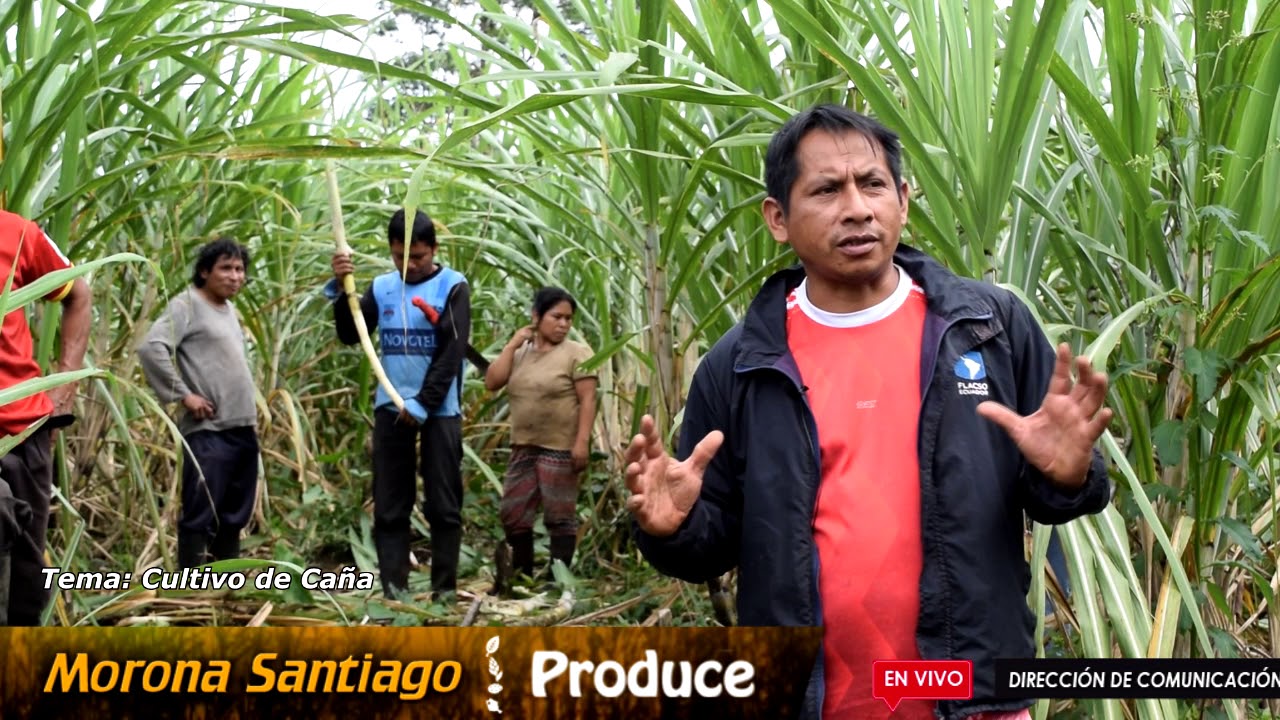 programa "Morona Santiago Produce" con el tema: Cultivo de Caña
