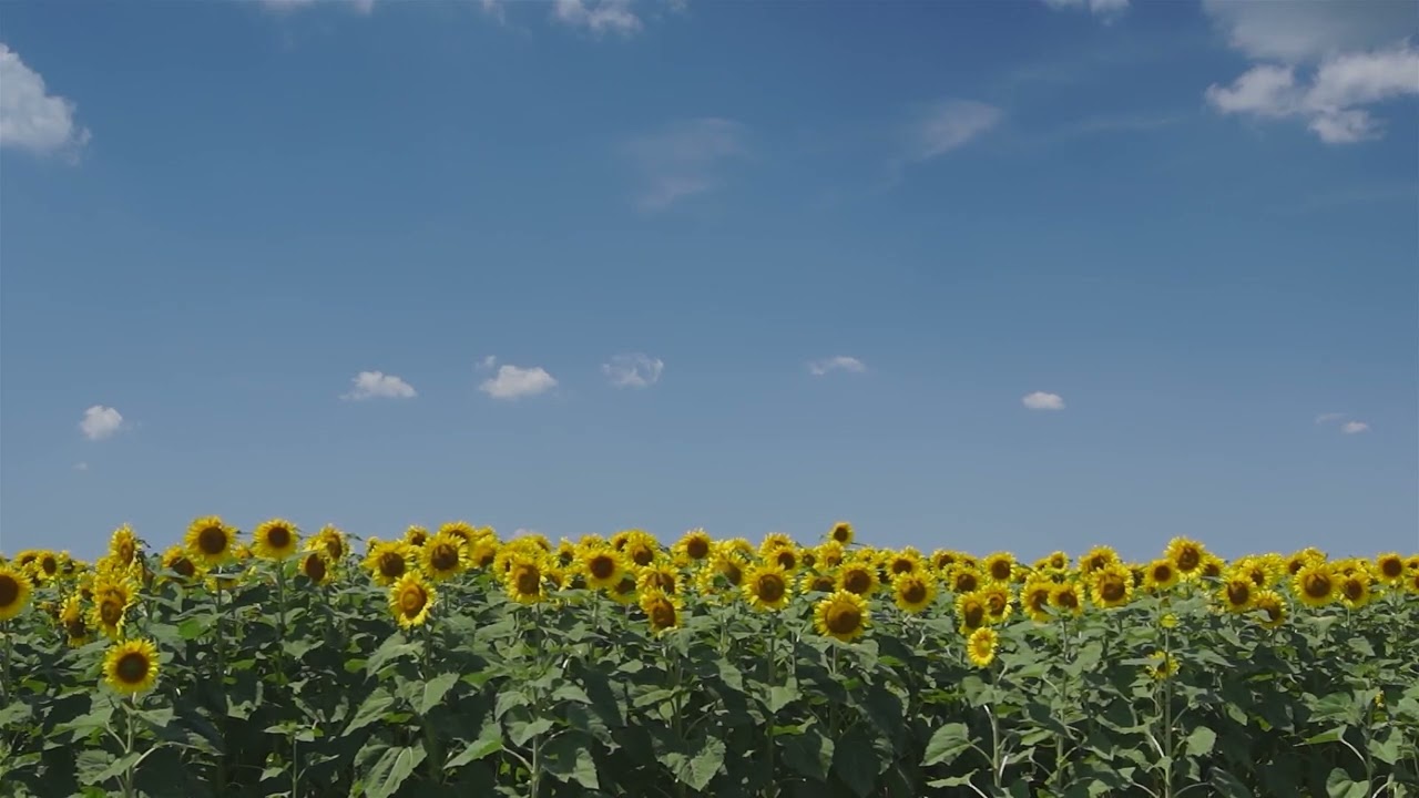 A playlist for a sunflower field🌻ㅣ해바라기 꽃 밭에 누워 듣는 플레이리스트🌻ㅣひまわり畑に寝転んで聴く音楽🌻